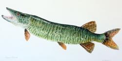 Tiger Muskie